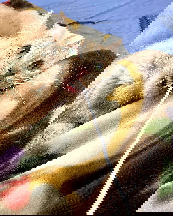 simp_for_cats_ simp_for_cats_ archive image