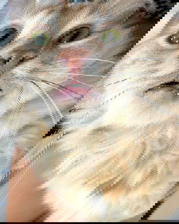 simp_for_cats_ simp_for_cats_ archive image