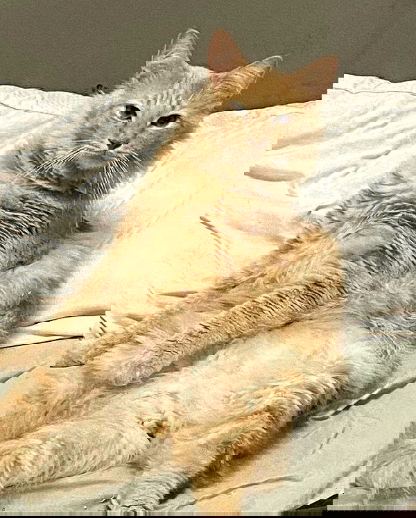 simp_for_cats_ simp_for_cats_ archive image