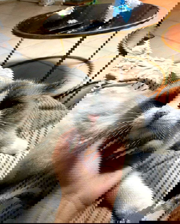 simp_for_cats_ simp_for_cats_ archive image