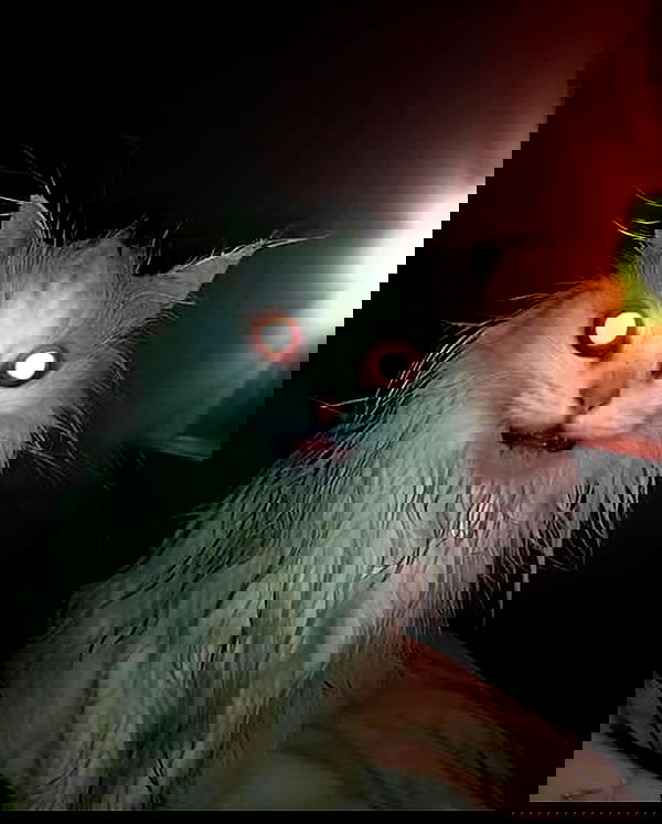 simp_for_cats_ simp_for_cats_ archive image