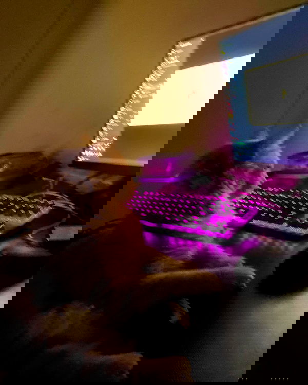 simp_for_cats_ simp_for_cats_ archive image