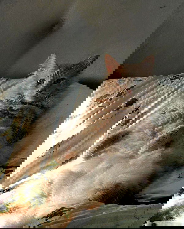 simp_for_cats_ simp_for_cats_ archive image