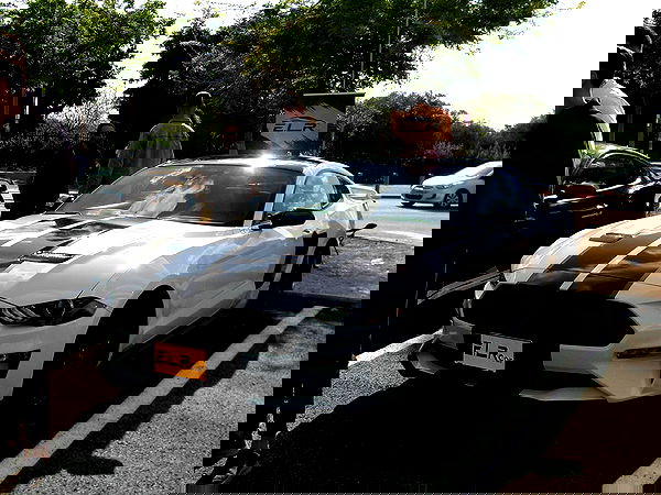 simp_for_cats_ simp_for_cats_ archive image