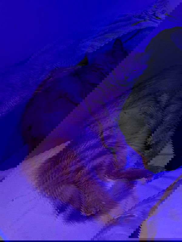 simp_for_cats_ simp_for_cats_ archive image