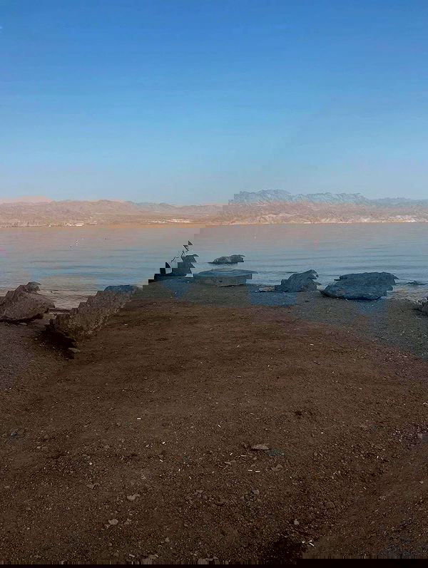 simp_for_cats_ simp_for_cats_ archive image