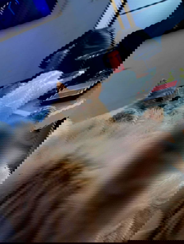 simp_for_cats_ simp_for_cats_ archive image