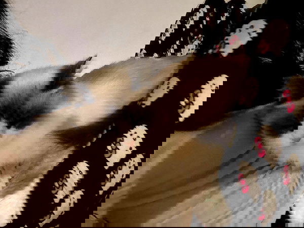 simp_for_cats_ simp_for_cats_ archive image