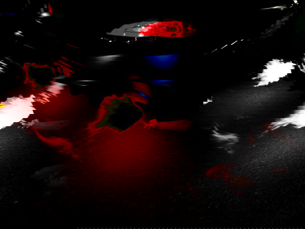 simp_for_cats_ simp_for_cats_ archive image