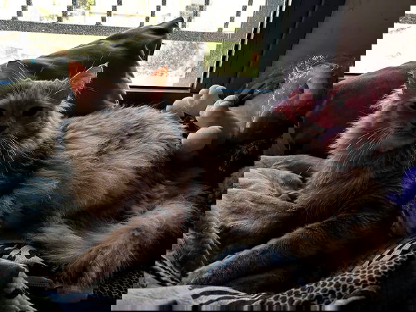 simp_for_cats_ simp_for_cats_ archive image