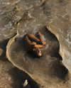 sirenamag Altpins Profile Picture