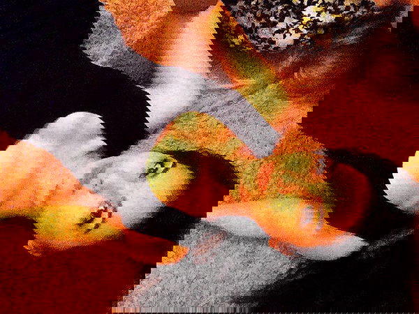 siyamore_ image ~ Altpins