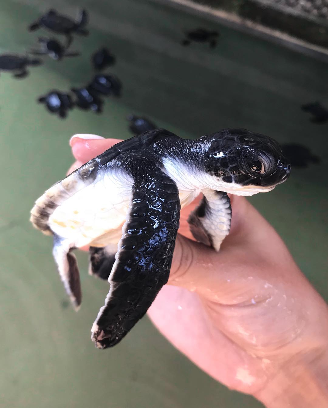 siyamore_ instagram image archive image