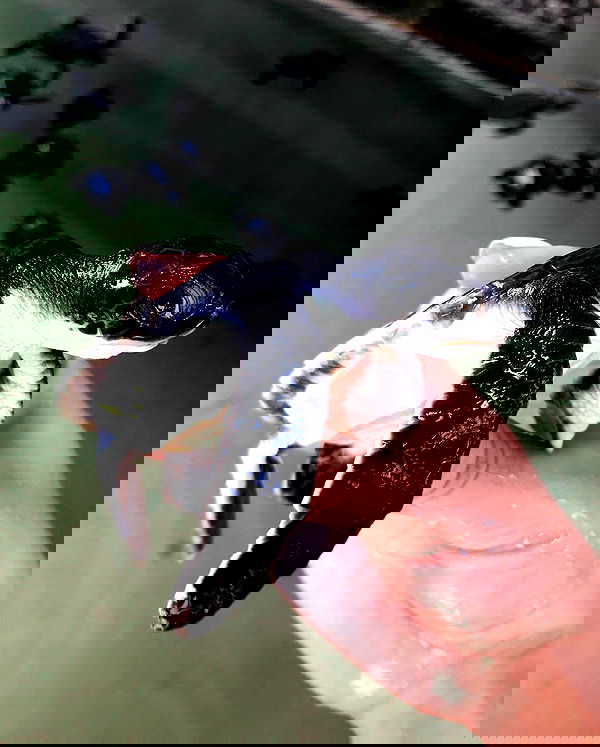 siyamore_ image ~ Altpins