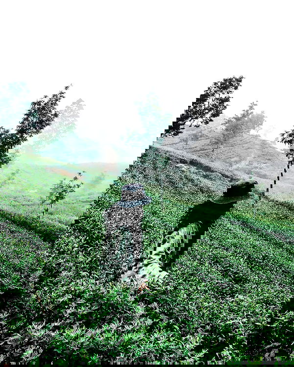 siyamore_ image ~ Altpins