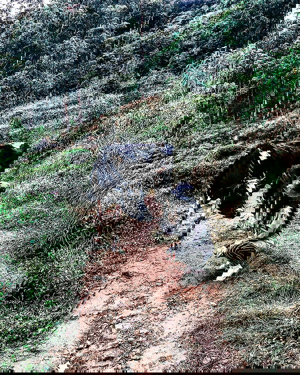 siyamore_ image ~ Altpins