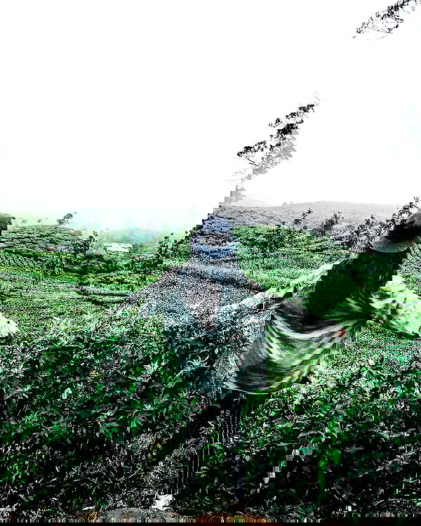 siyamore_ image ~ Altpins