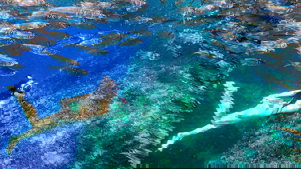 siyamore_ image ~ Altpins