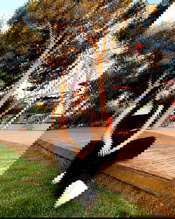 siyamore_ image ~ Altpins