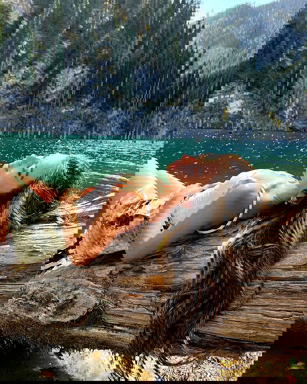 siyamore_ image ~ Altpins