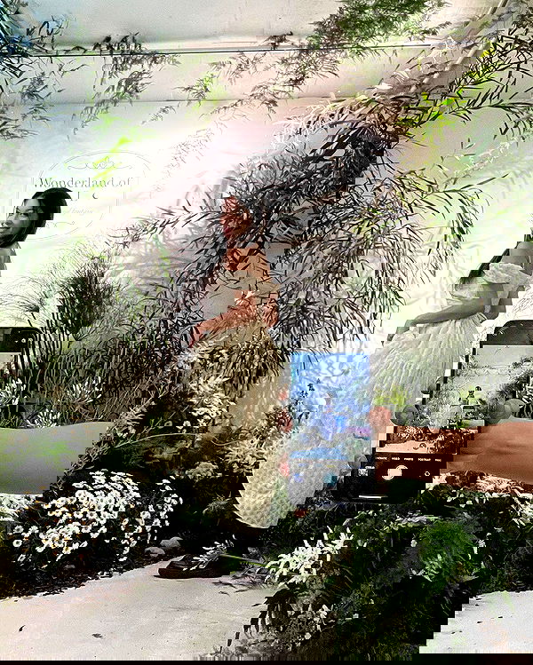 siyamore_ image ~ Altpins