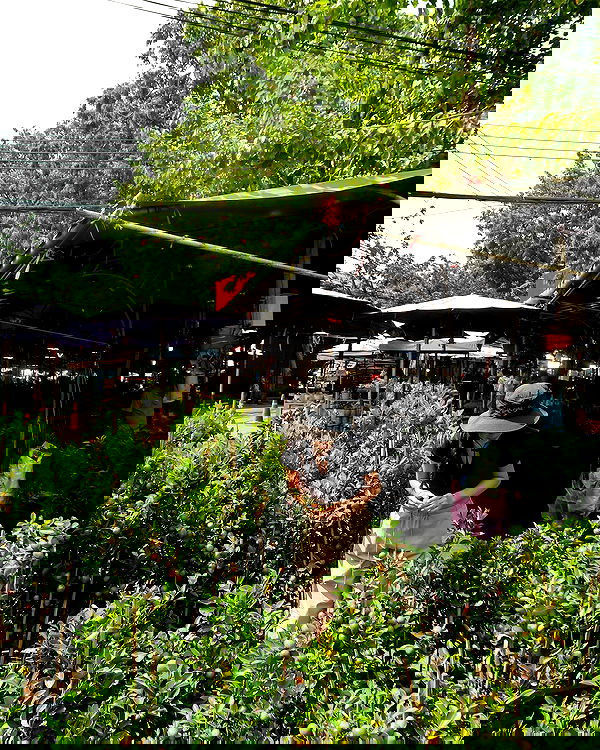 siyamore_ image ~ Altpins