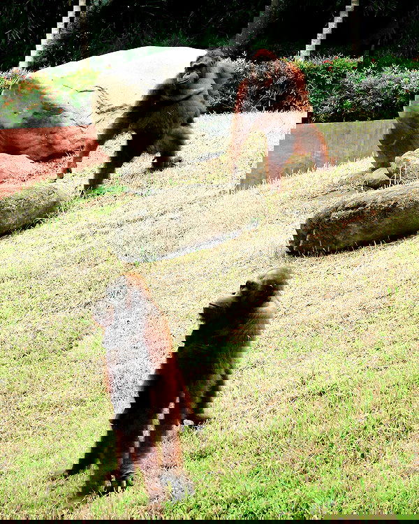 siyamore_ image ~ Altpins