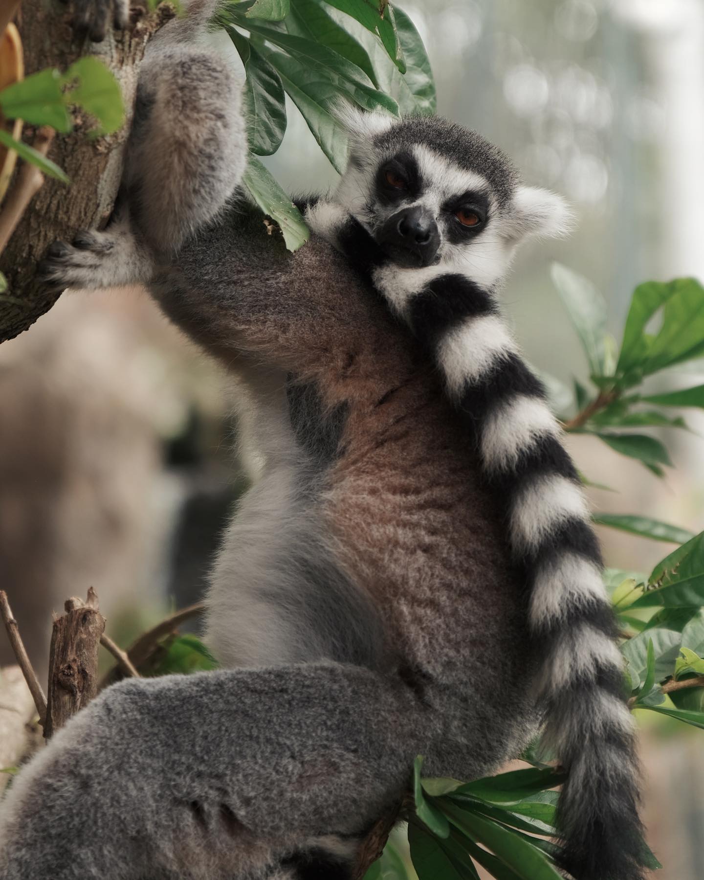 siyamore_ instagram image archive image