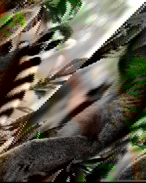 siyamore_ image ~ Altpins