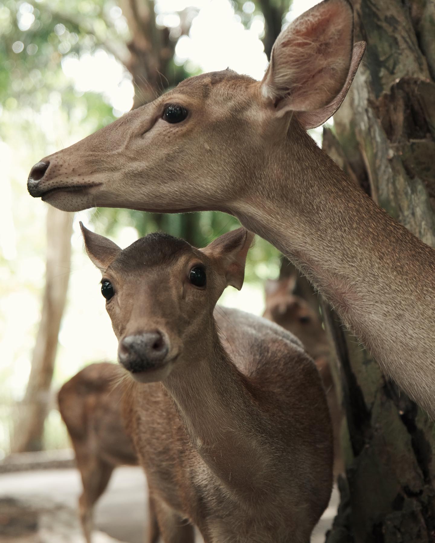 siyamore_ instagram image archive image