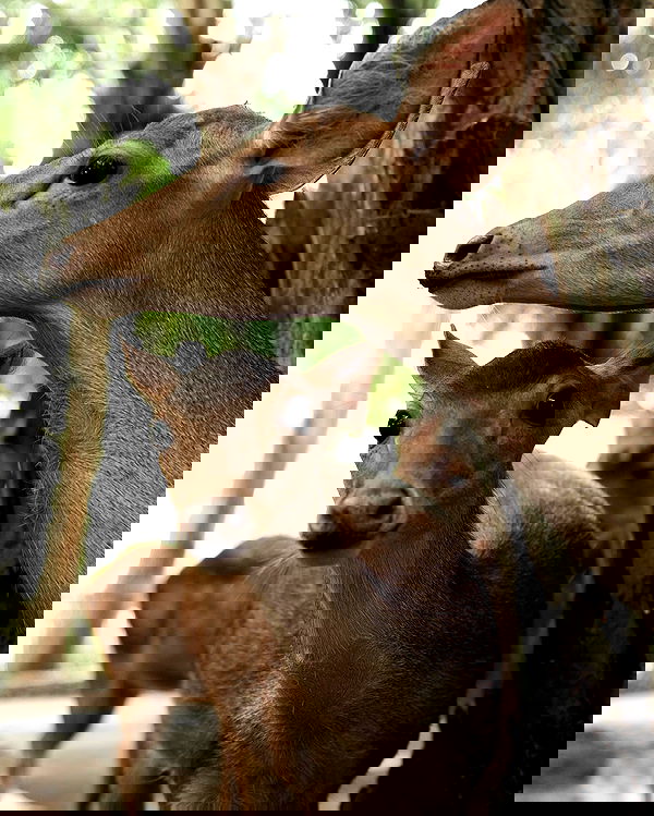 siyamore_ image ~ Altpins