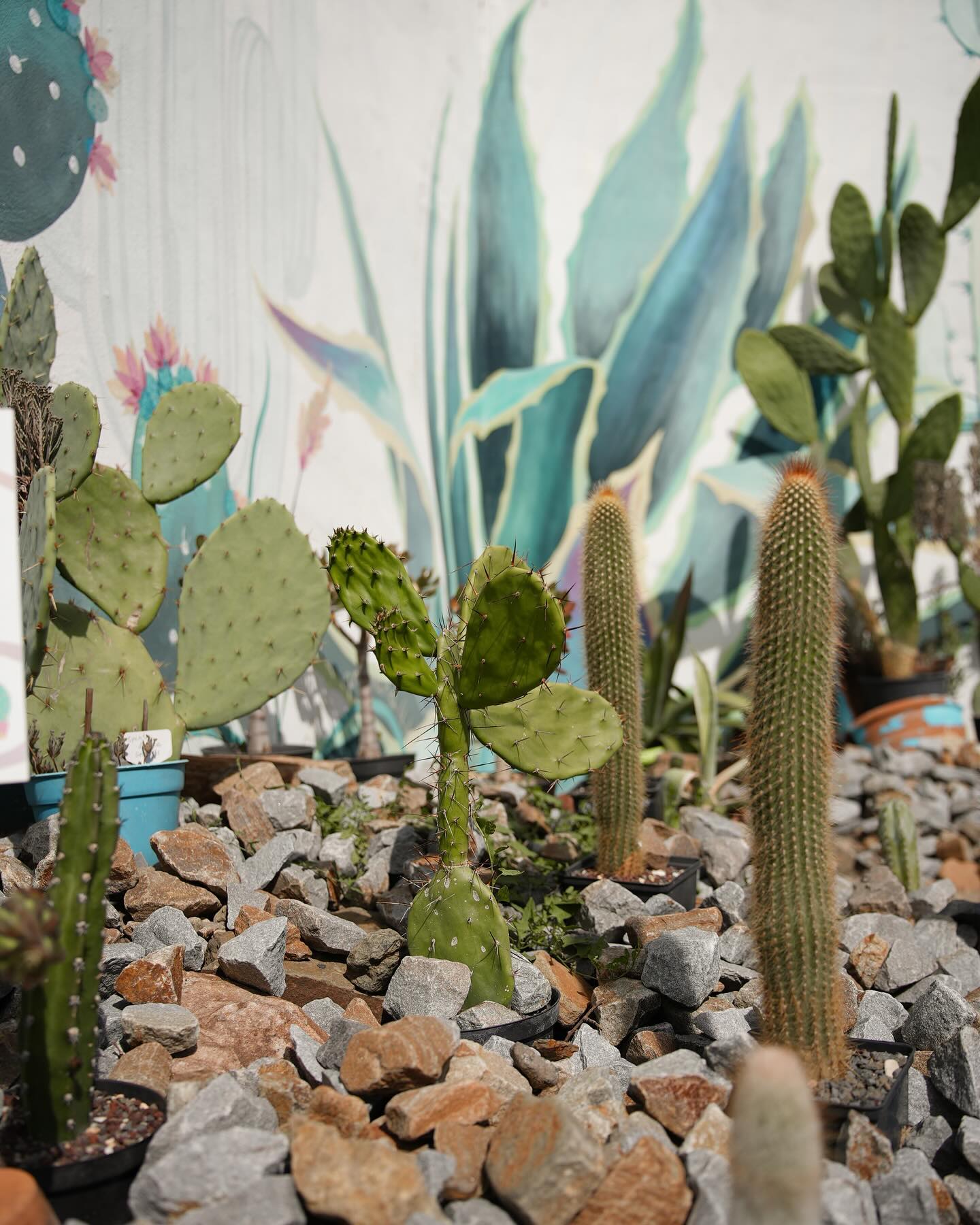 siyamore_ instagram image archive image