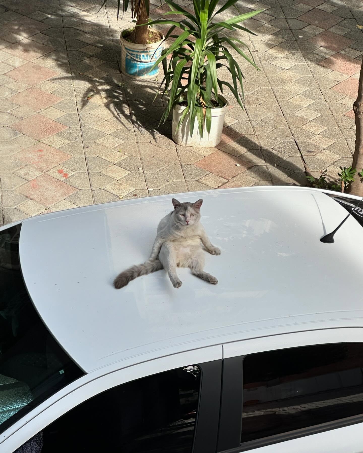 siyamore_ instagram image archive image