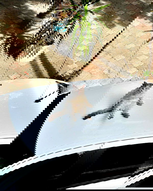 siyamore_ image ~ Altpins