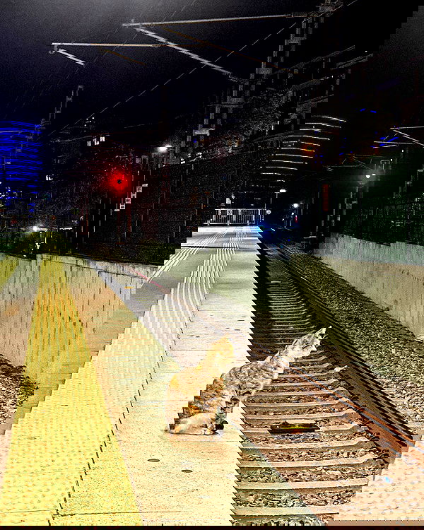 siyamore_ image ~ Altpins