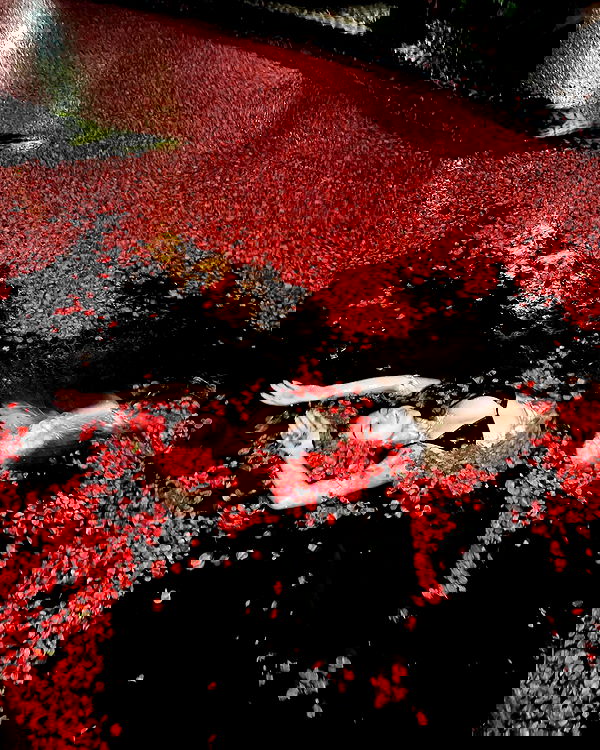 siyamore_ image ~ Altpins