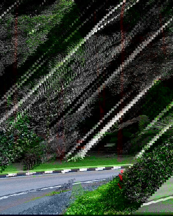 siyamore_ image ~ Altpins