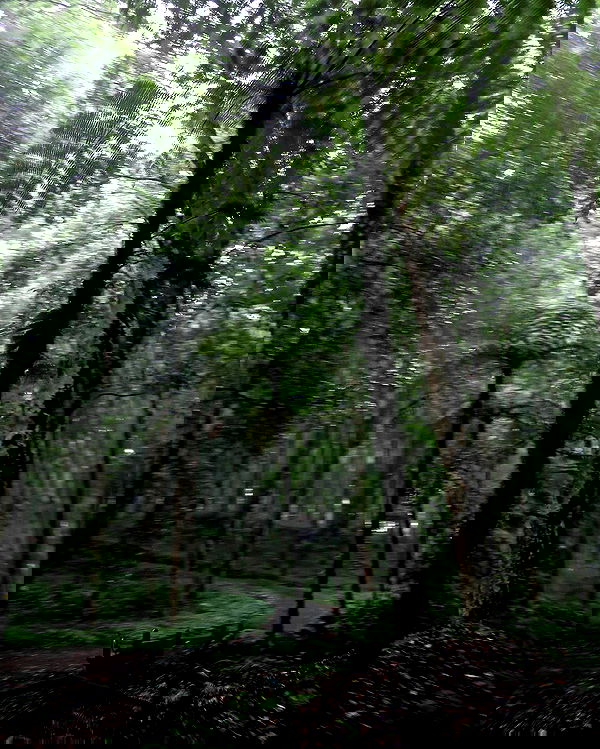 siyamore_ image ~ Altpins