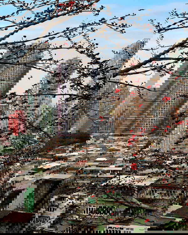 siyamore_ image ~ Altpins