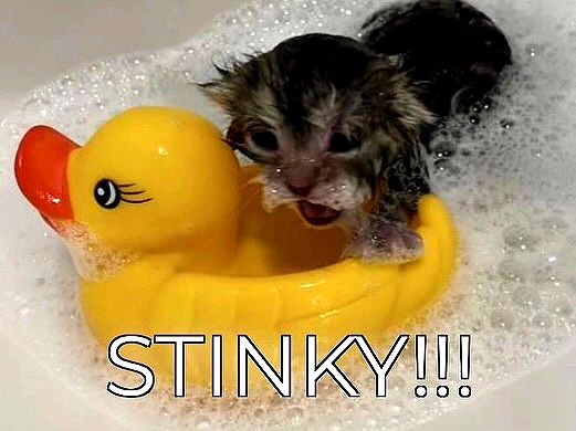 smashedely smashedely archive image