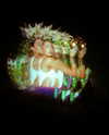 sommerray Altpins Profile Picture
