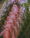 sommerray Altpins Profile Picture