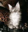 sommerray Altpins Profile Picture