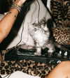 sommerray Altpins Profile Picture