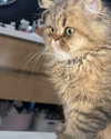 sommerray Altpins Profile Picture