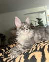 sommerray Altpins Profile Picture