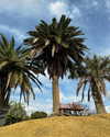 sonya_fisher_ Altpins Profile Picture