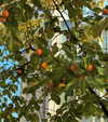 sonya_fisher_ Altpins Profile Picture