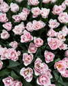 sonya_fisher_ Altpins Profile Picture