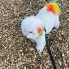 sophiagiannamore Altpins Profile Picture